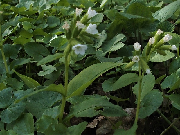 pľúcnik Pulmonaria sp.