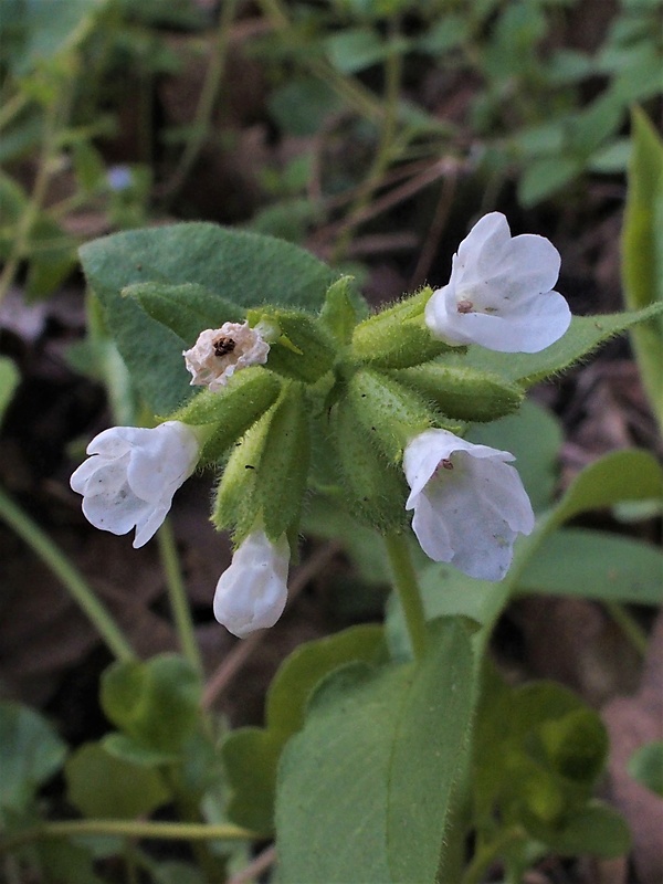 pľúcnik Pulmonaria sp.