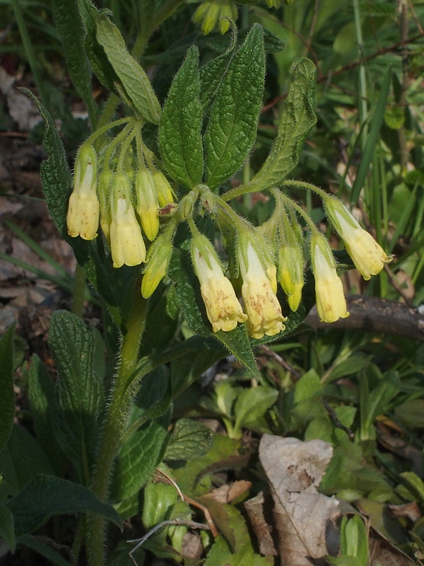 kostihoj hľuznatý Symphytum tuberosum L.