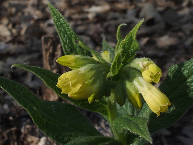 kostihoj hľuznatý Symphytum tuberosum L.