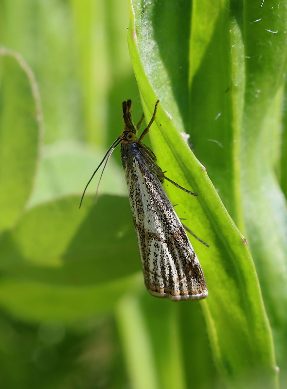 trávovec jarný  Thisanotia chrysonuchella