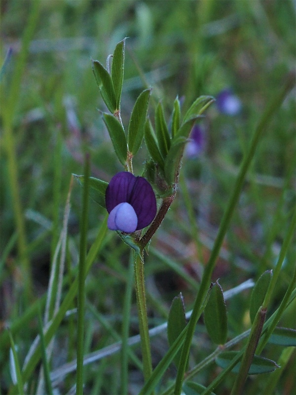 vika hrachorovitá Vicia lathyroides L.