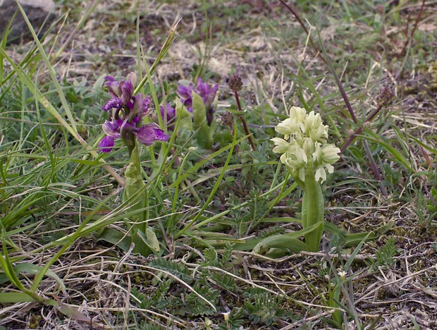 červenohlav obyčajný Anacamptis morio (L.) R. M. Bateman, A. M. Pringeon & M. W. Chase