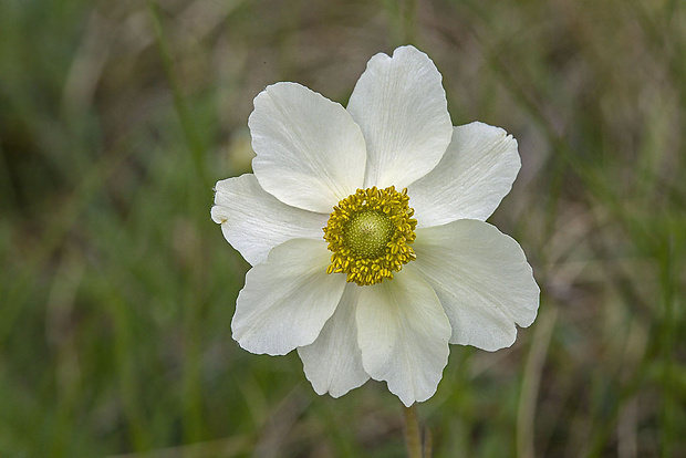 veternica lesná Anemone sylvestris L.