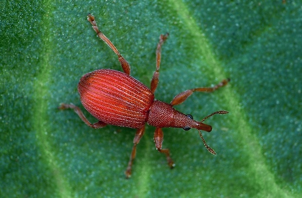 nosánik (sk) / nosatčík (cz) Apion frumentarium (Linnaeus, 1758)