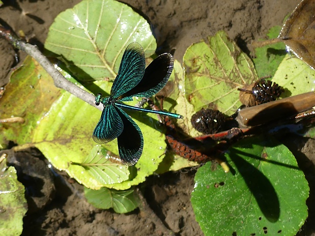 hadovka obyčajná Calopteryx virgo