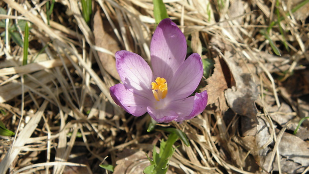 šafran spišský Crocus discolor G. Reuss