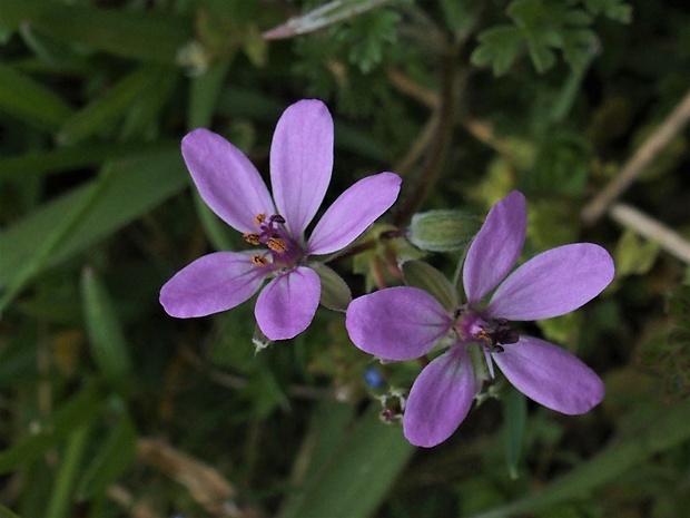 bociannik rozpukovitý Erodium cicutarium (L.) L