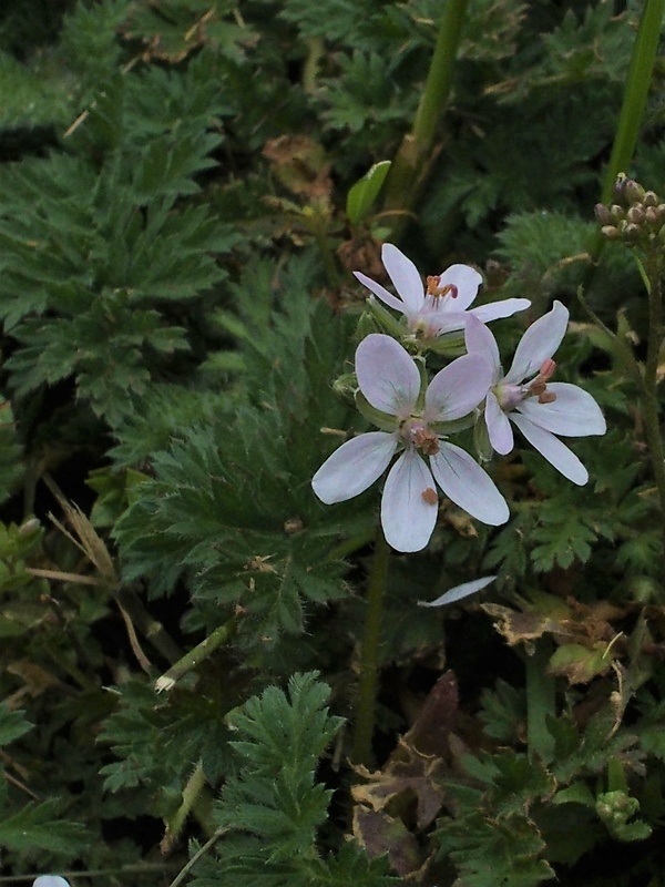 bociannik rozpukovitý Erodium cicutarium (L.) L