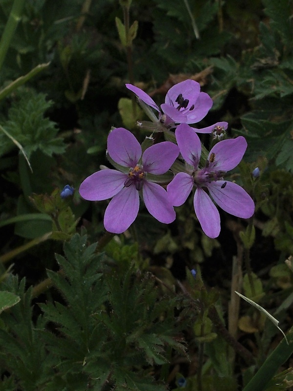 bociannik rozpukovitý Erodium cicutarium (L.) L