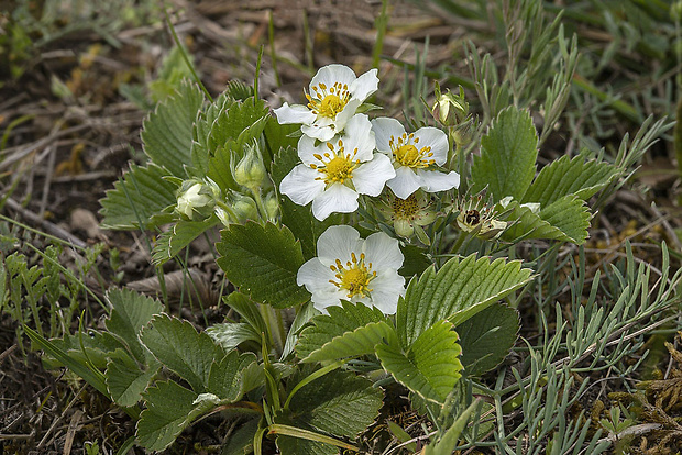 jahoda obyčajná Fragaria vesca L.