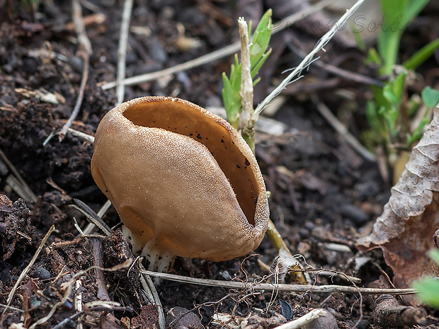 chriapač kalíškovitý Helvella acetabulum (L.) Quél.