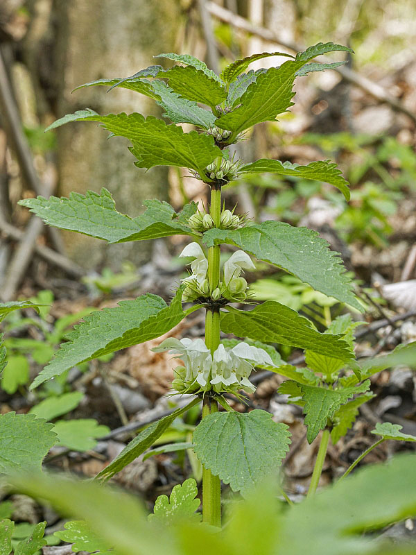 hluchavka biela Lamium album L.