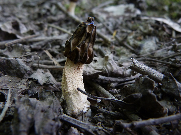 smrčok hybridný Morchella semilibera DC.