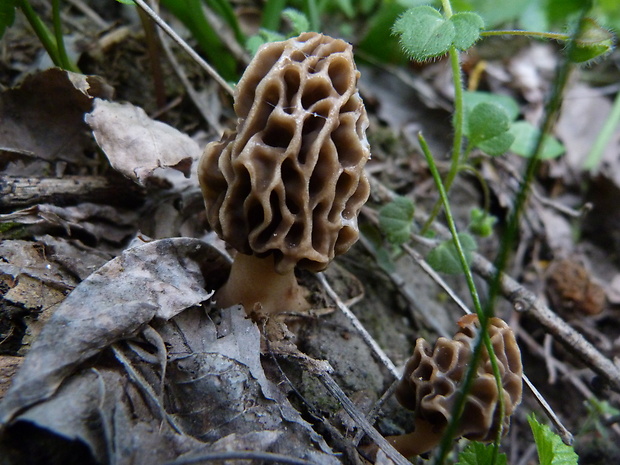 smrčok Morchella sp.