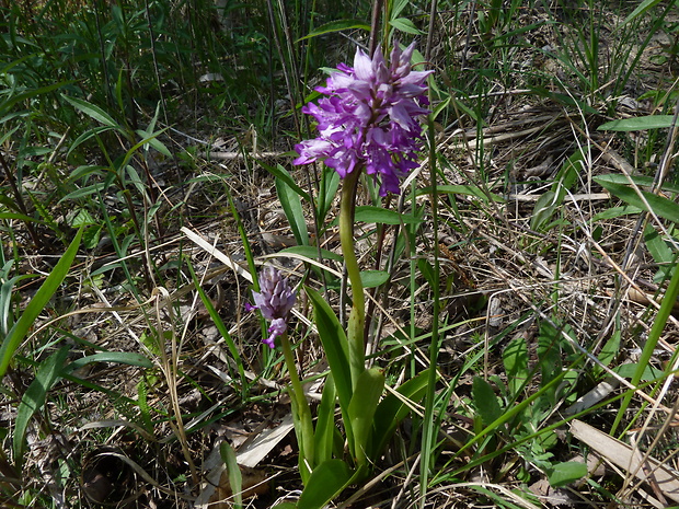 vstavač vojenský Orchis militaris L.