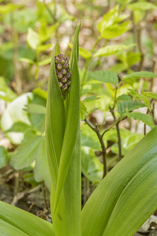 vstavač purpurový Orchis purpurea Huds.