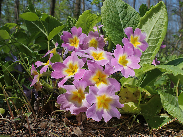 prvosienka bezbyľová Primula vulgaris subsp. sibthorpii (L.) L.