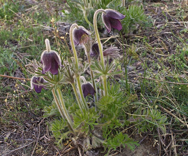 poniklec lúčny český Pulsatilla pratensis subsp. bohemica Skalický