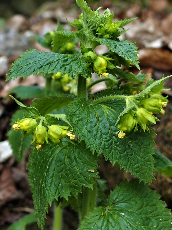 krtičník jarný Scrophularia vernalis L.