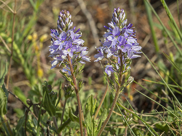 veronika rozprestretá Veronica prostrata L.