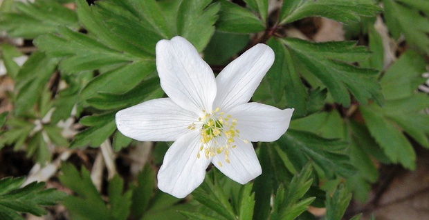 veternica hájna Anemone nemorosa L.