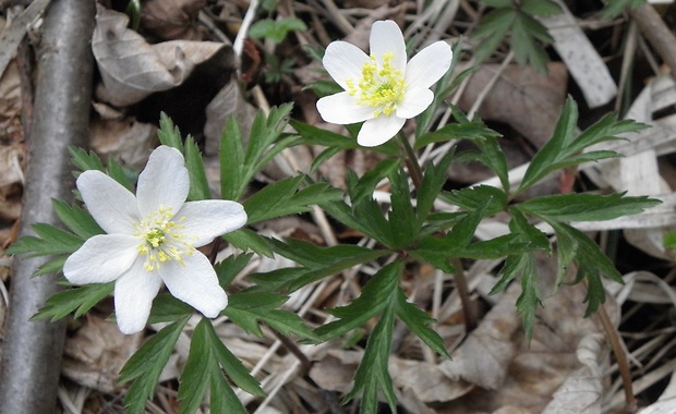 veternica hájna Anemone nemorosa L.