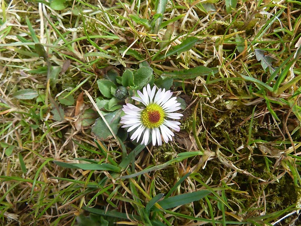 sedmokráska obyčajná Bellis perennis L.