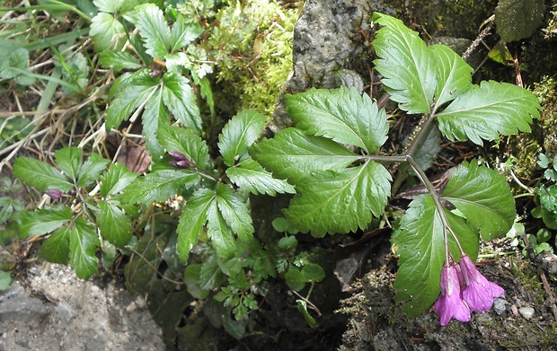 zubačka žliazkatá Dentaria glandulosa Waldst. et Kit. ex Willd.