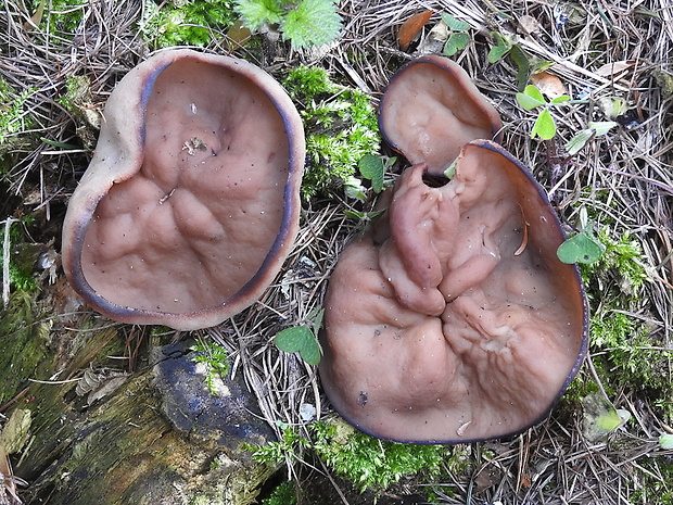 discinka hnedá Discina ancilis (Pers.) Sacc.