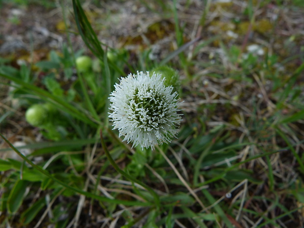 guľôčka bodkovaná Globularia punctata Lapeyr.