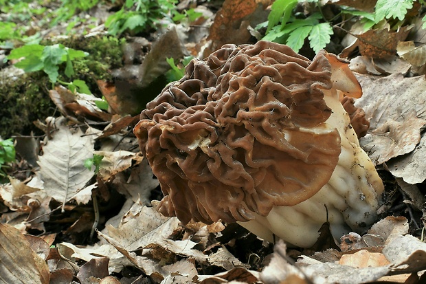 ušiak obrovský Gyromitra gigas (Krombh.) Cooke