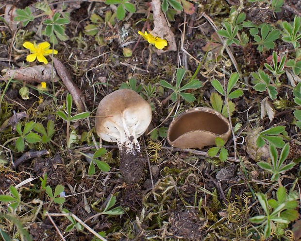 chriapač kalíškovitý Helvella acetabulum (L.) Quél.