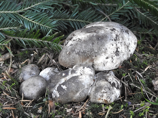 šťavnačka marcová Hygrophorus marzuolus (Fr.) Bres.