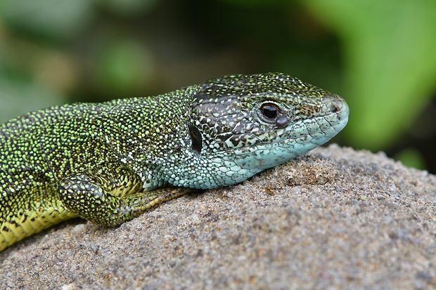 jašterica zelená  Lacerta viridis