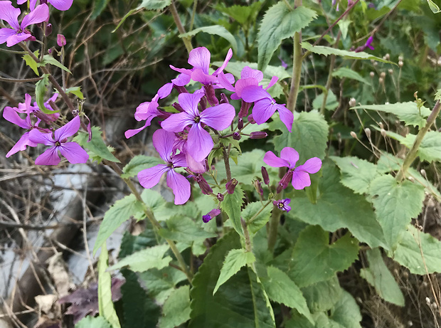 mesačnica ročná Lunaria annua L.