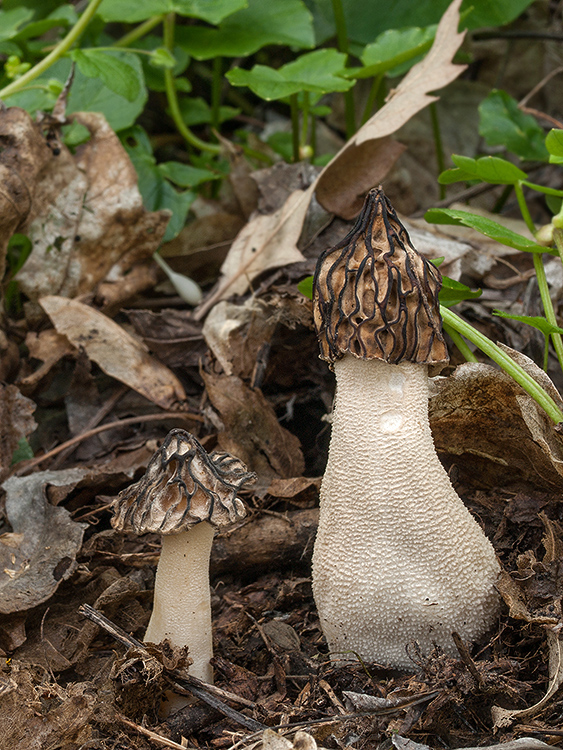 smrčok hybridný Morchella semilibera DC.