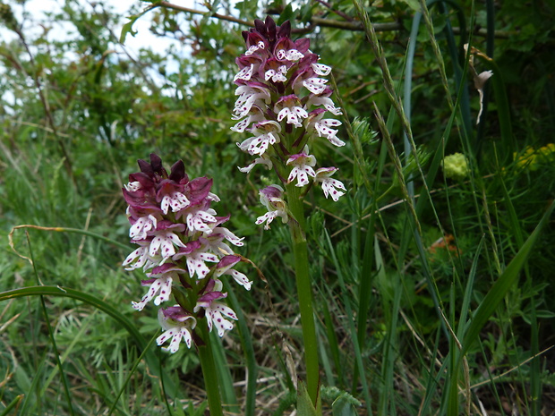 neotinea počerná pravá Neotinea ustulata subsp. ustulata (L.) R. M. Bateman, A. M. Pridgeon et M. W. Chase