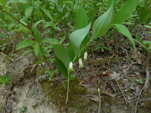 kokorík voňavý Polygonatum odoratum (Mill.) Druce