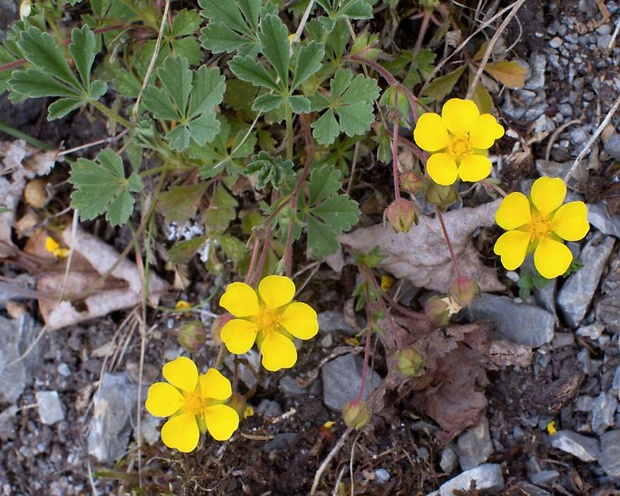 nátržník piesočný Potentilla arenaria Borkh.