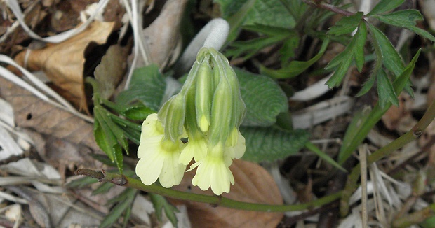 prvosienka vyššia Primula elatior (L.) L.