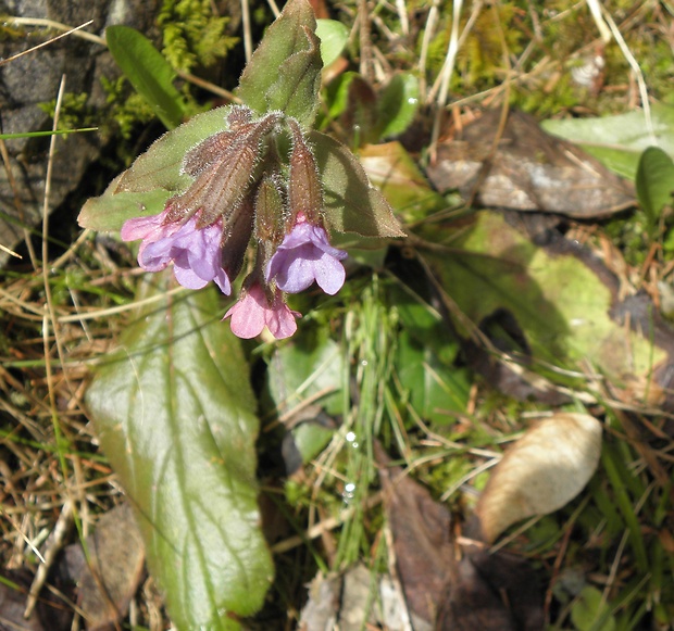 pľúcnik lekársky Pulmonaria officinalis L.