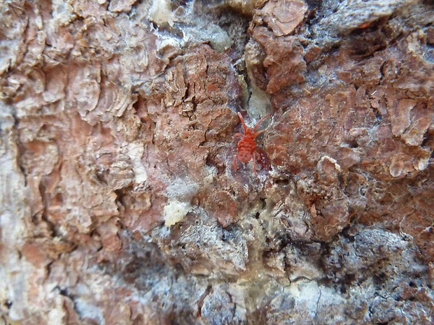 roztočník červený Trombidium holosericeum