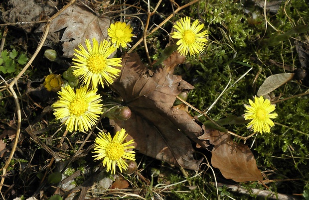 podbeľ liečivý Tussilago farfara L.