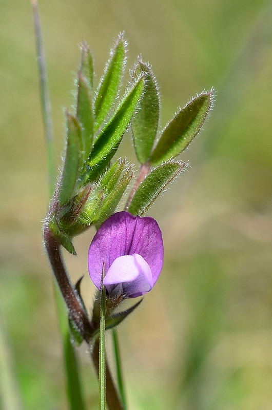 vika hrachorovitá Vicia lathyroides L.