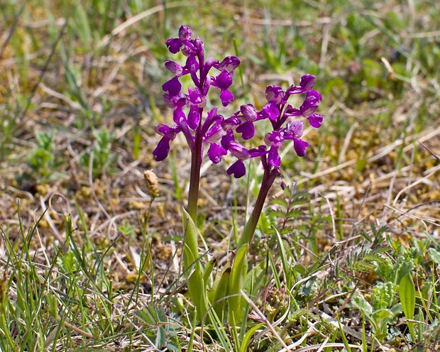 červenohlav obyčajný Anacamptis morio (L.) R. M. Bateman, A. M. Pringeon & M. W. Chase