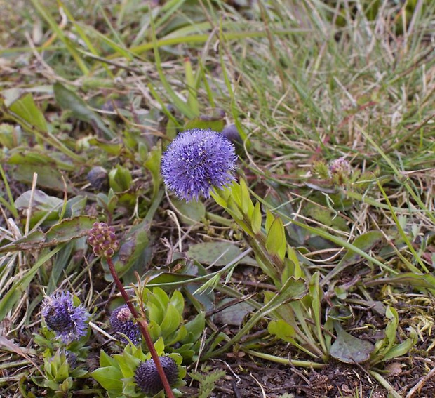 guľôčka bodkovaná Globularia punctata Lapeyr.