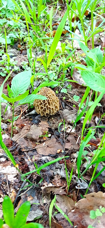 smrčok jedlý Morchella esculenta (L.) Pers.