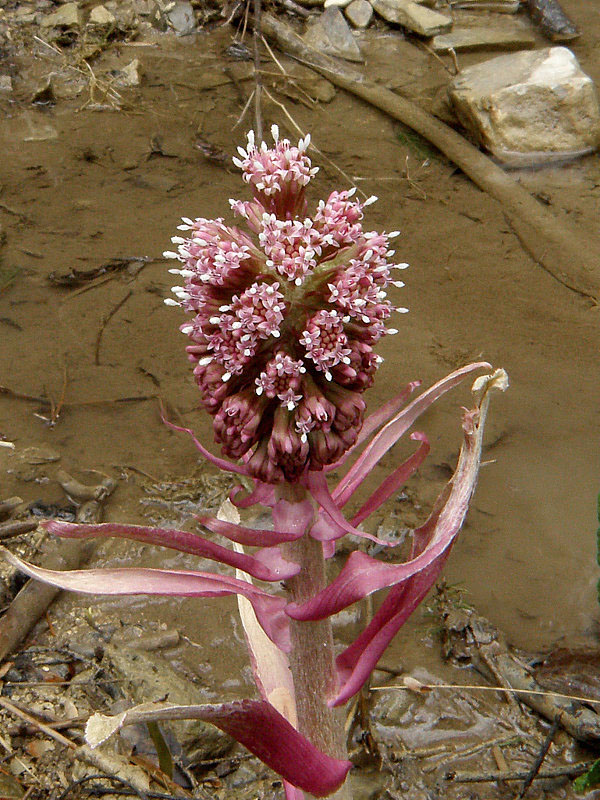 deväťsil lekársky Petasites hybridus (L.) P. Gaertn., B. Mey. et Scherb.