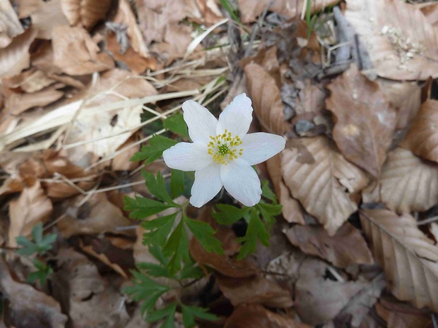 veternica hájna Anemone nemorosa L.